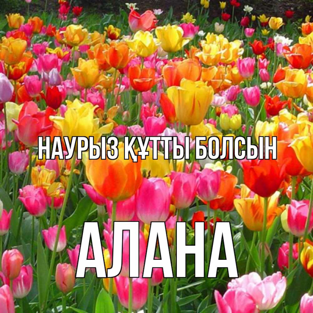 Открытка на каждый день с именем, Алана Наурыз құтты болсын на наурыз  ура ура Прикольная открытка с пожеланием онлайн скачать бесплатно 