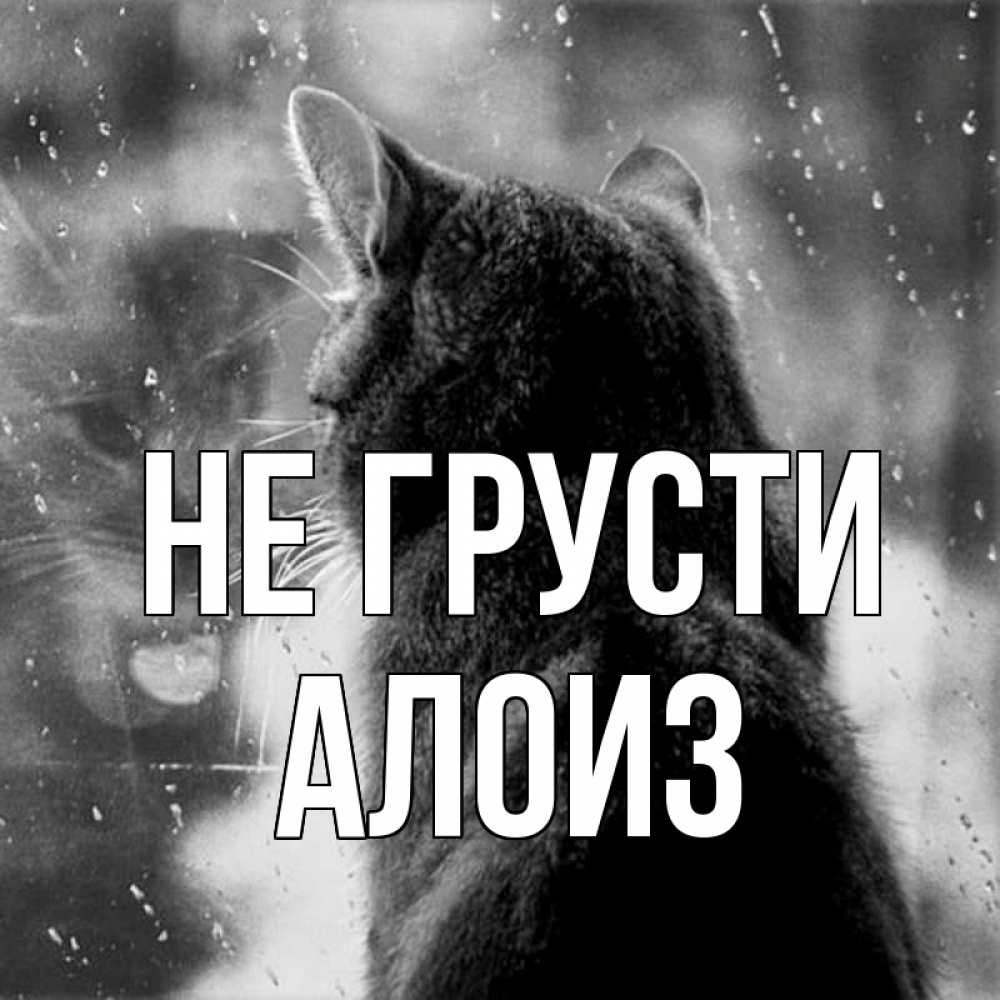 Открытка на каждый день с именем, Алоиз Не грусти отражение кота 1 Прикольная открытка с пожеланием онлайн скачать бесплатно 