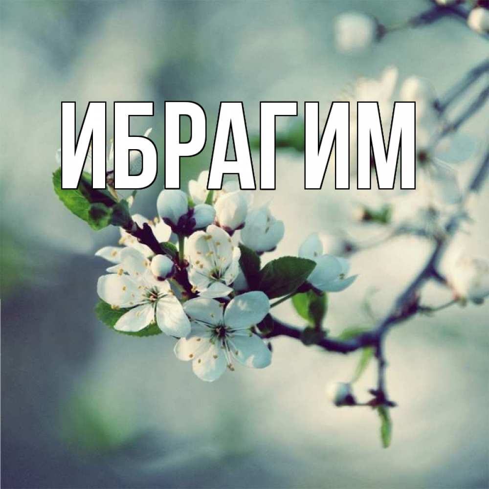 Открытка на каждый день с именем, Ибрагим Главная яблоня в цвету 1 Прикольная открытка с пожеланием онлайн скачать бесплатно 