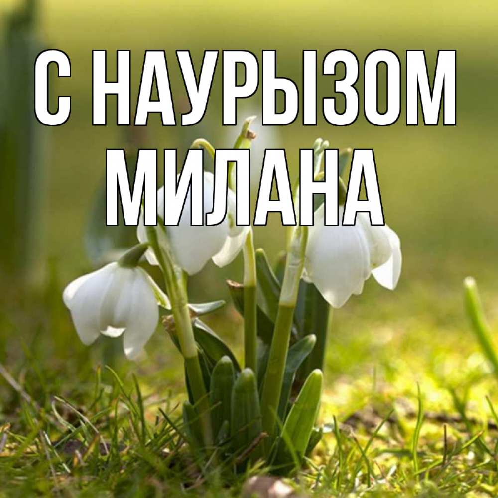 Открытка на каждый день с именем, Милана С наурызом ранние цветы 2 Прикольная открытка с пожеланием онлайн скачать бесплатно 