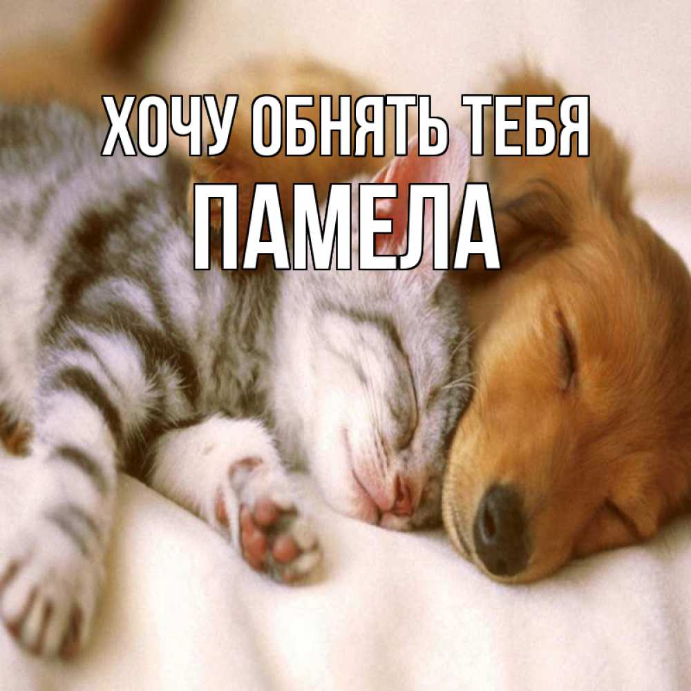 Открытка на каждый день с именем, Памела Хочу обнять тебя пес и котенок Прикольная открытка с пожеланием онлайн скачать бесплатно 