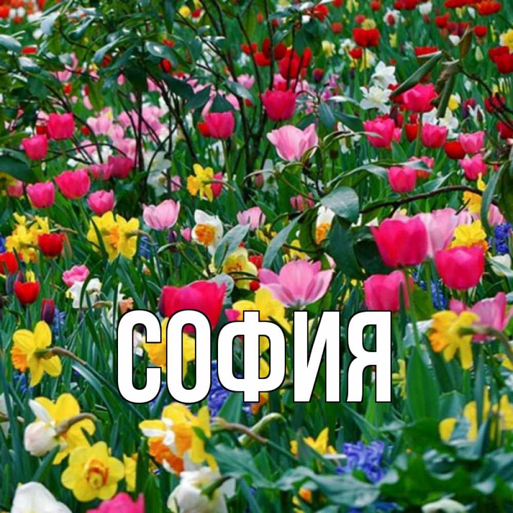 Открытка на каждый день с именем, София Главная с международным женским днем поздравления для женщины Прикольная открытка с пожеланием онлайн скачать бесплатно 