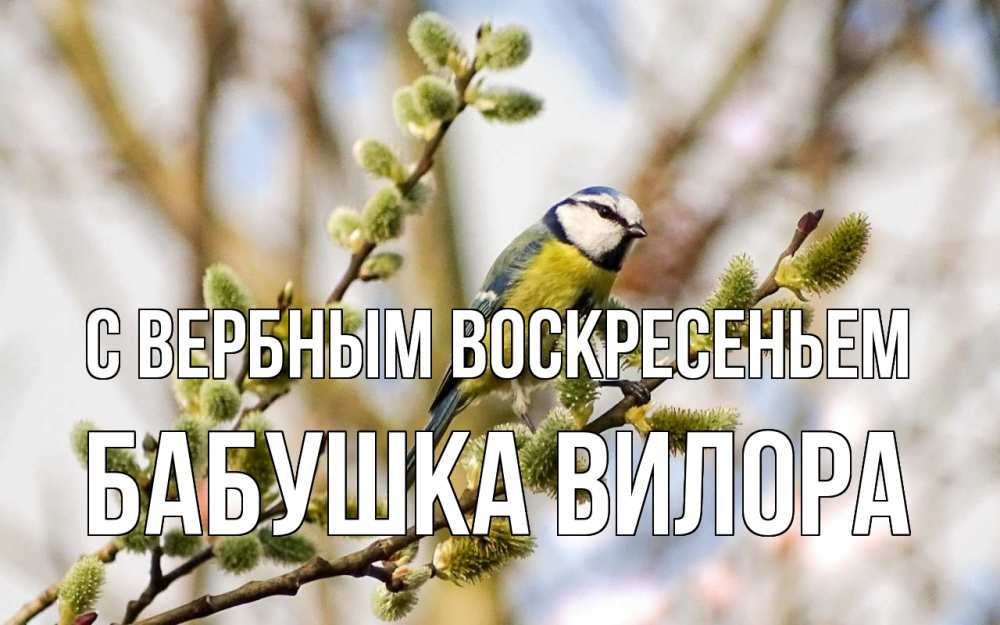 Открытка на каждый день с именем, Бабушка-Вилора С вербным воскресеньем верба Прикольная открытка с пожеланием онлайн скачать бесплатно 