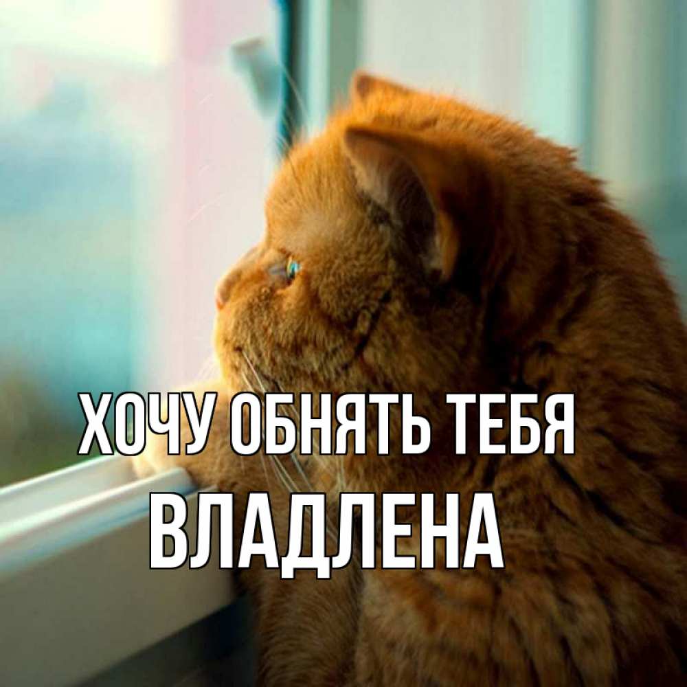 Открытка на каждый день с именем, Владлена Хочу обнять тебя большой огромный рыжий котяра Прикольная открытка с пожеланием онлайн скачать бесплатно 