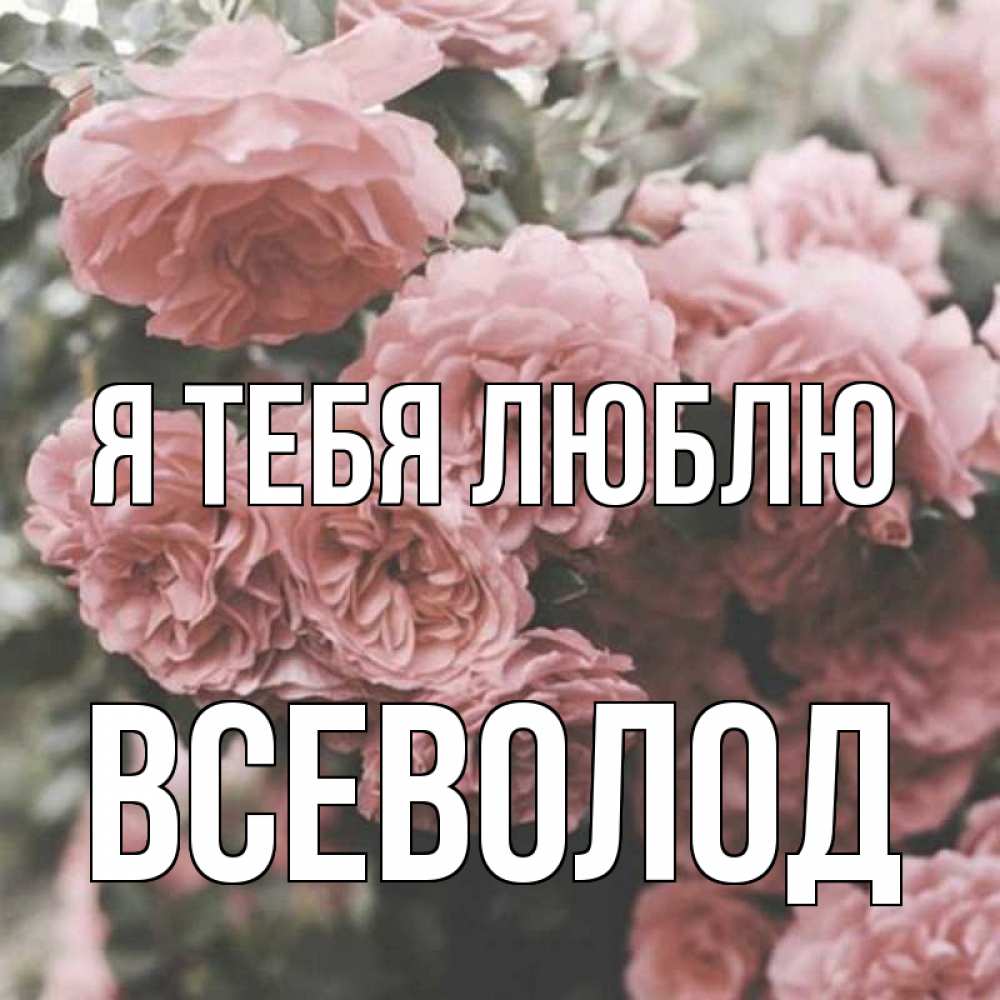 Открытка на каждый день с именем, Всеволод Я тебя люблю розы 3 Прикольная открытка с пожеланием онлайн скачать бесплатно 