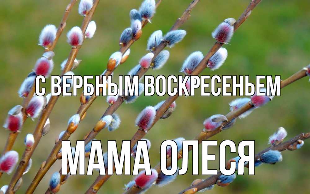 Открытка на каждый день с именем, Мама-Олеся С вербным воскресеньем верба Прикольная открытка с пожеланием онлайн скачать бесплатно 