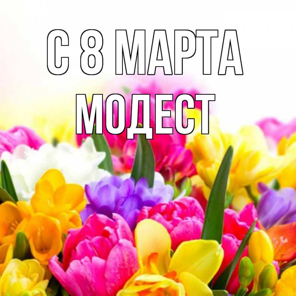 Открытка на каждый день с именем, Модест С 8 марта тюльпаны Прикольная открытка с пожеланием онлайн скачать бесплатно 