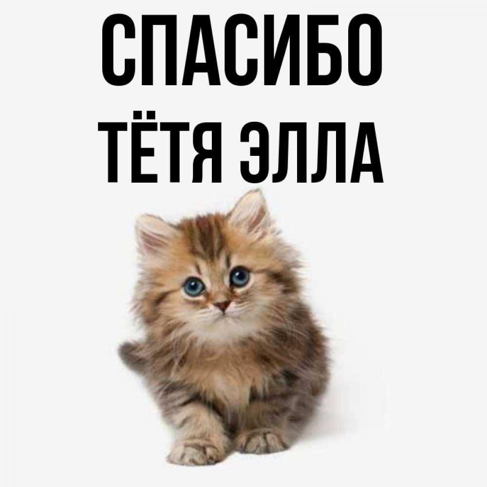 Открытка на каждый день с именем, Тётя-Элла Спасибо пушистый котик Прикольная открытка с пожеланием онлайн скачать бесплатно 