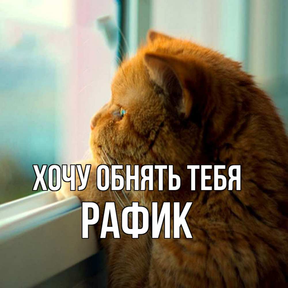 Открытка на каждый день с именем, Рафик Хочу обнять тебя большой огромный рыжий котяра Прикольная открытка с пожеланием онлайн скачать бесплатно 