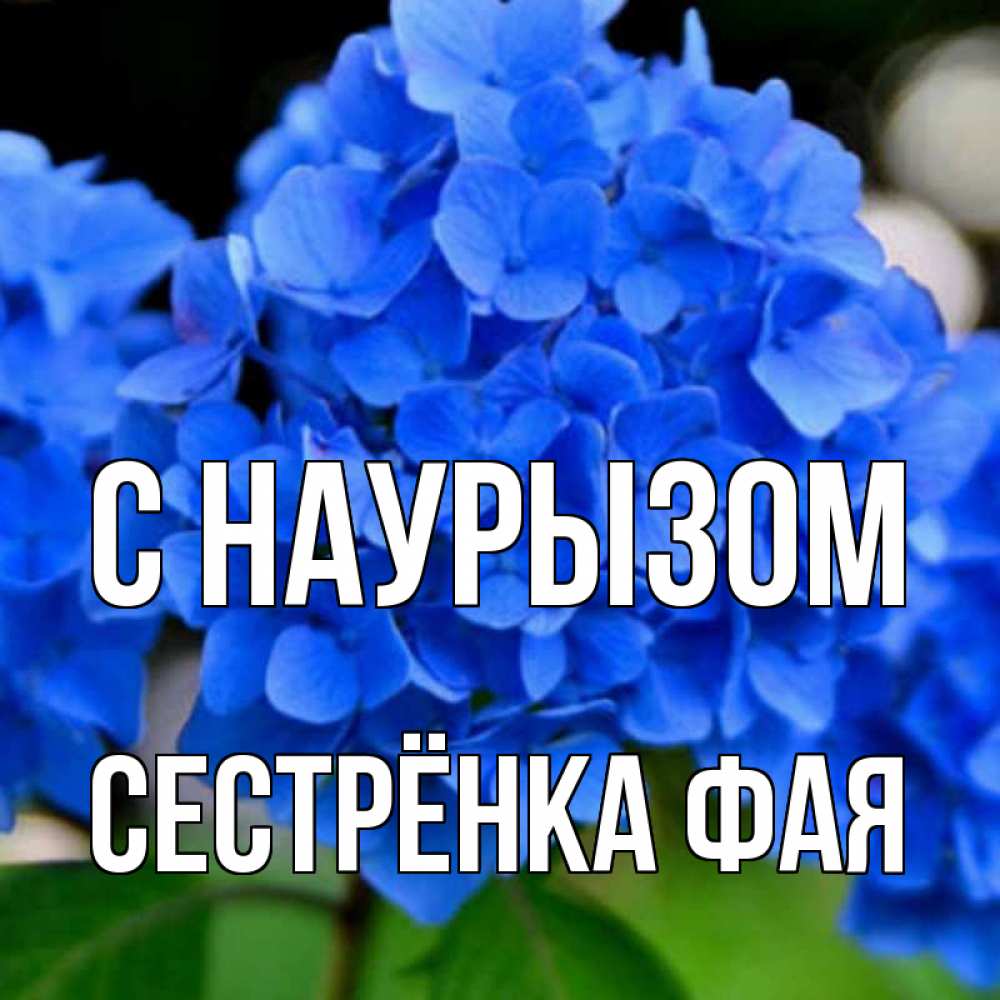 Открытка на каждый день с именем, Сестрёнка-Фая С наурызом синие цветы Прикольная открытка с пожеланием онлайн скачать бесплатно 