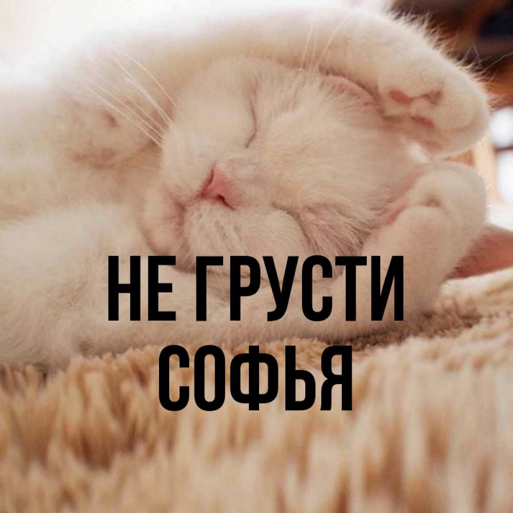 Открытка на каждый день с именем, Софья Не грусти Котенок спит Прикольная открытка с пожеланием онлайн скачать бесплатно 