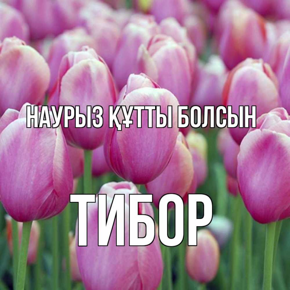Открытка на каждый день с именем, Тибор Наурыз құтты болсын на наурыз  день 3 Прикольная открытка с пожеланием онлайн скачать бесплатно 