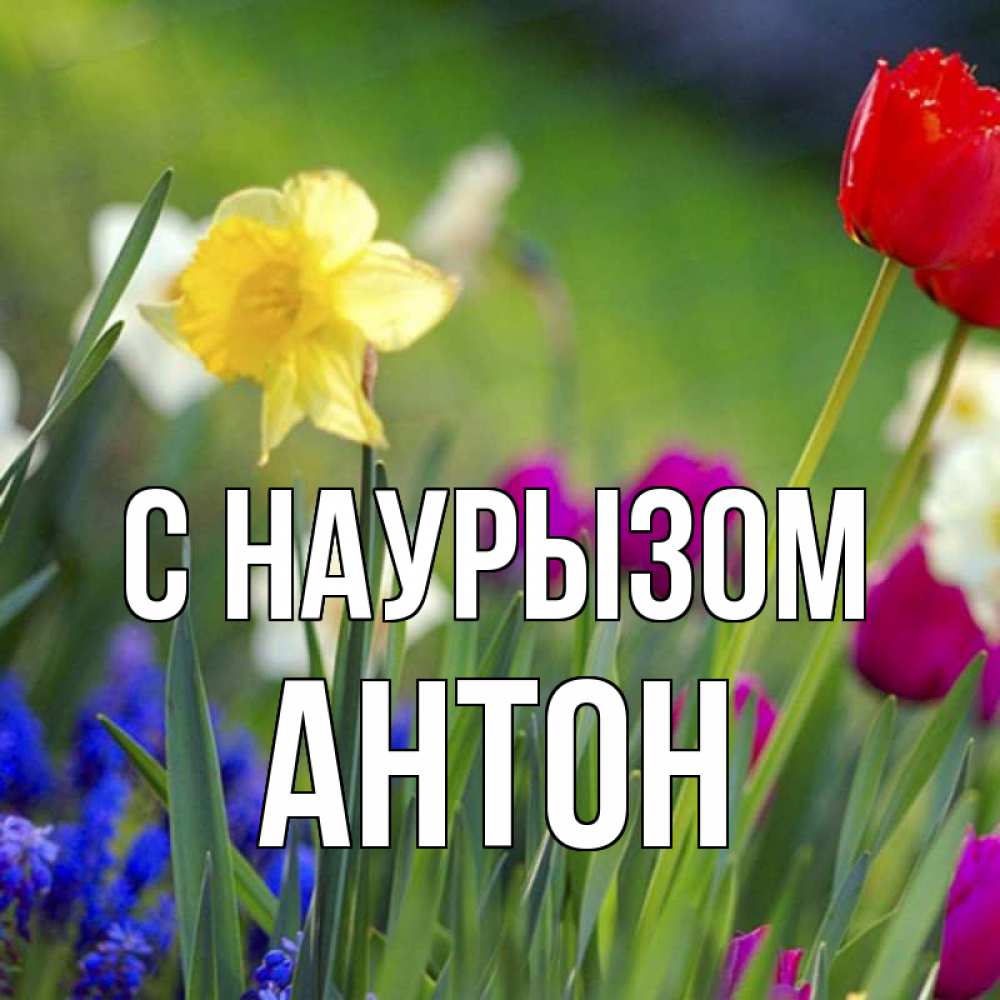 Открытка на каждый день с именем, Антон С наурызом праздник весны наурыз 3 Прикольная открытка с пожеланием онлайн скачать бесплатно 