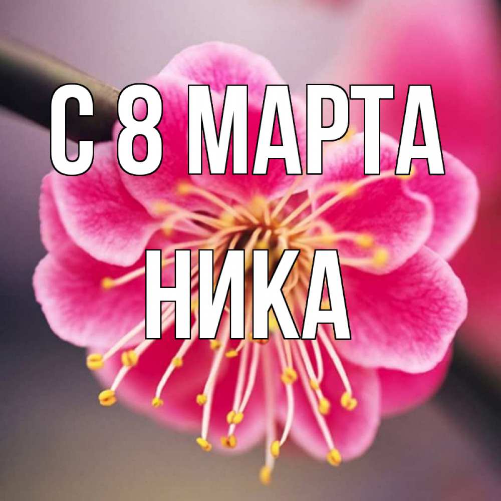 Открытка на каждый день с именем, Ника С 8 МАРТА цветы Прикольная открытка с пожеланием онлайн скачать бесплатно 