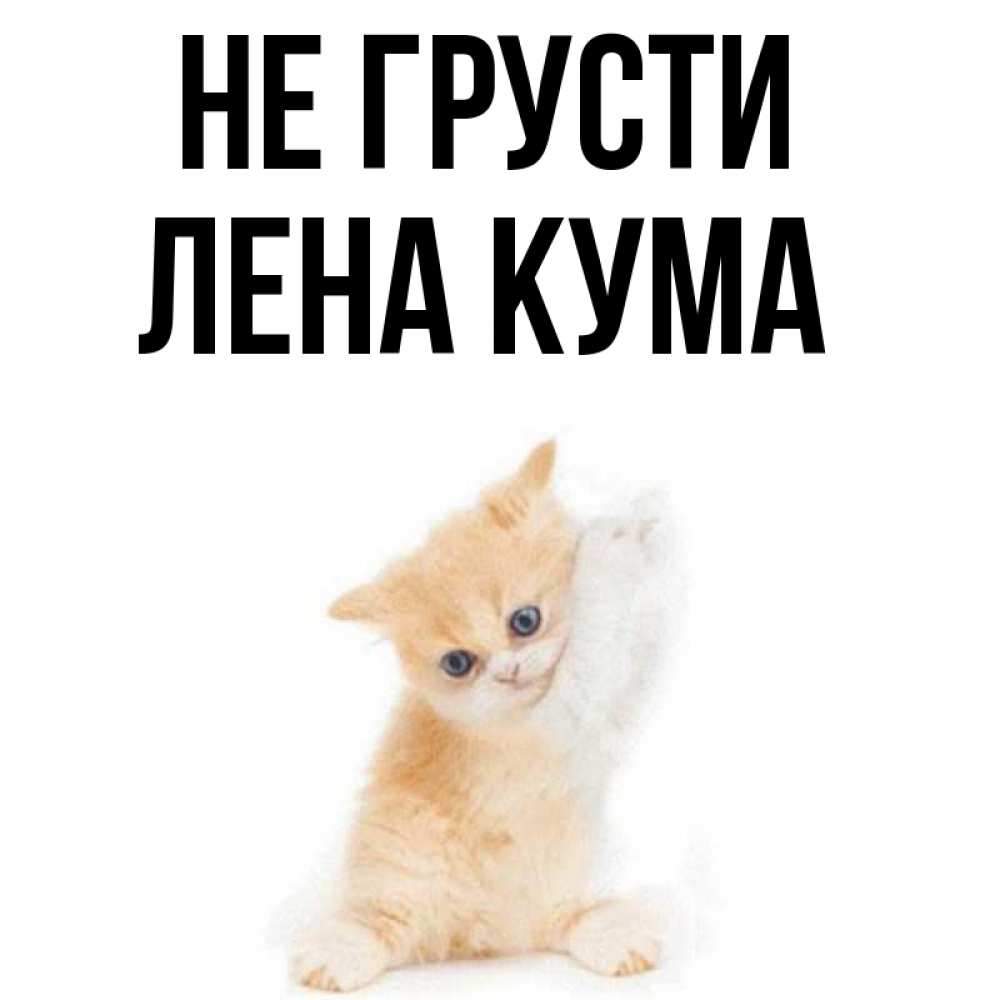 Кот кума