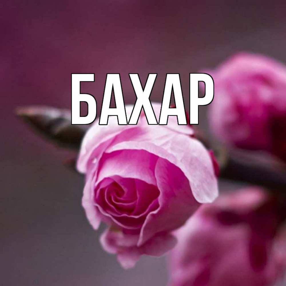 Картинка  с именем , Бахар
