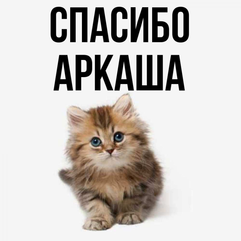 Открытка на каждый день с именем, Аркаша Спасибо пушистый котик Прикольная открытка с пожеланием онлайн скачать бесплатно 