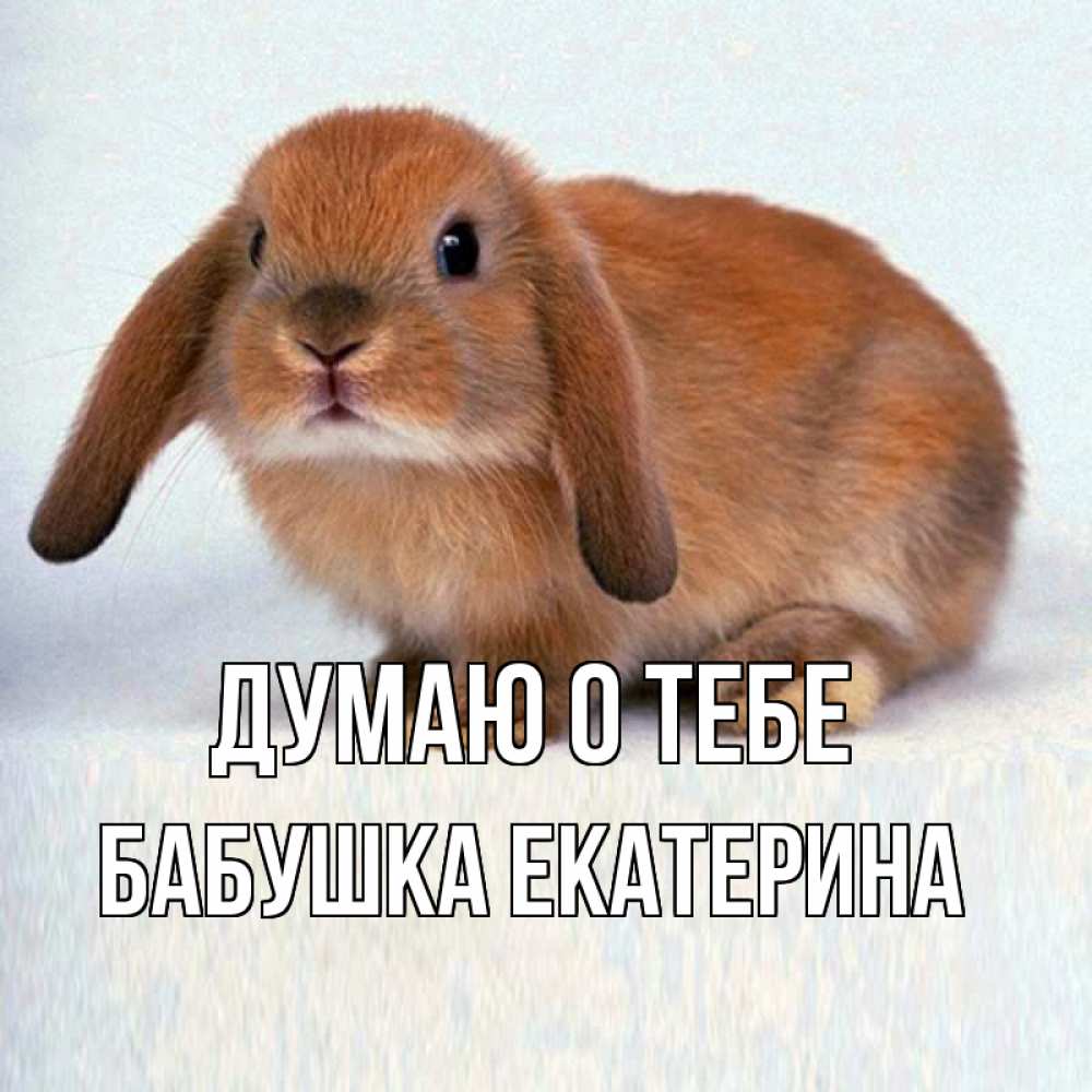 Открытка на каждый день с именем, Бабушка-Екатерина Думаю о тебе кроль коричневый Прикольная открытка с пожеланием онлайн скачать бесплатно 