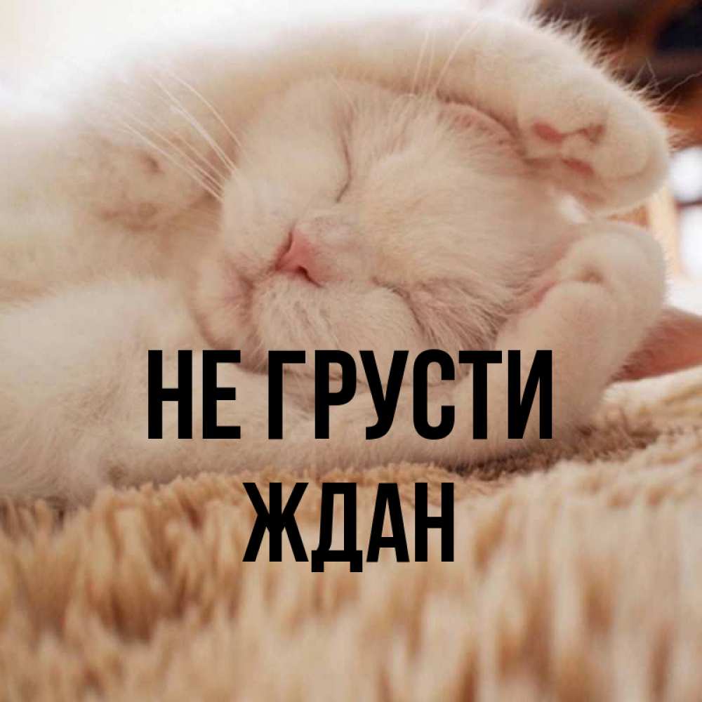 Открытка на каждый день с именем, Ждан Не грусти Котенок спит Прикольная открытка с пожеланием онлайн скачать бесплатно 