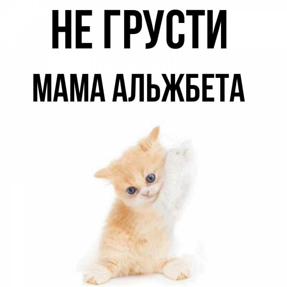 Открытка на каждый день с именем, Мама-Альжбета Не грусти просящий кот Прикольная открытка с пожеланием онлайн скачать бесплатно 