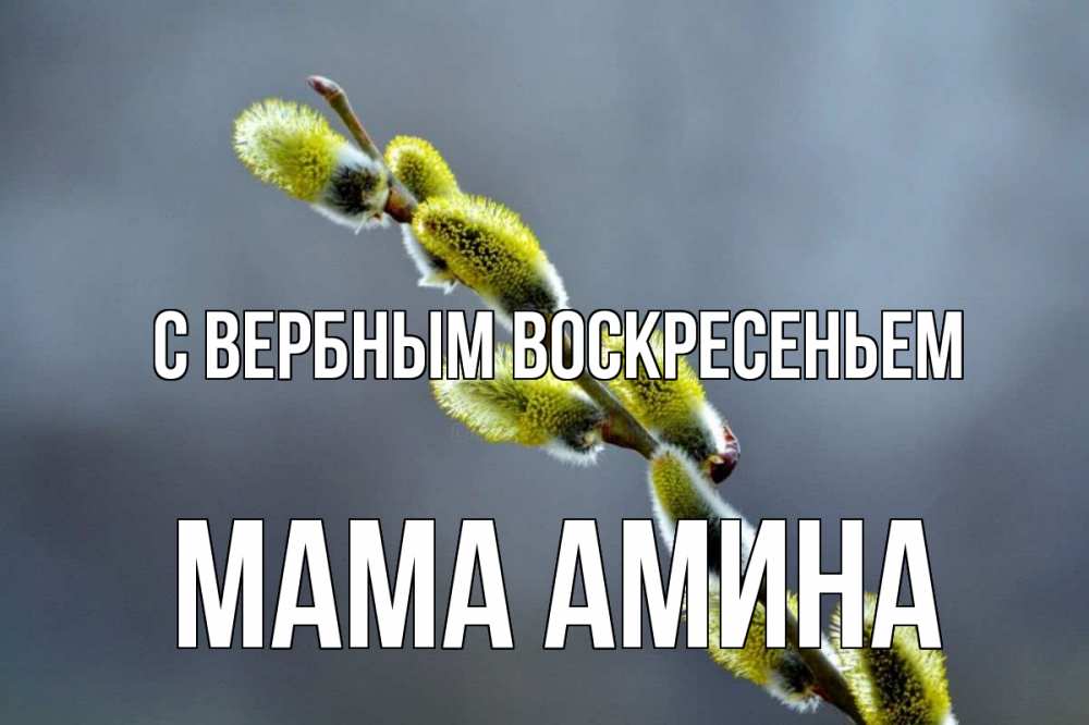 Открытка на каждый день с именем, Мама-Амина С вербным воскресеньем верба Прикольная открытка с пожеланием онлайн скачать бесплатно 