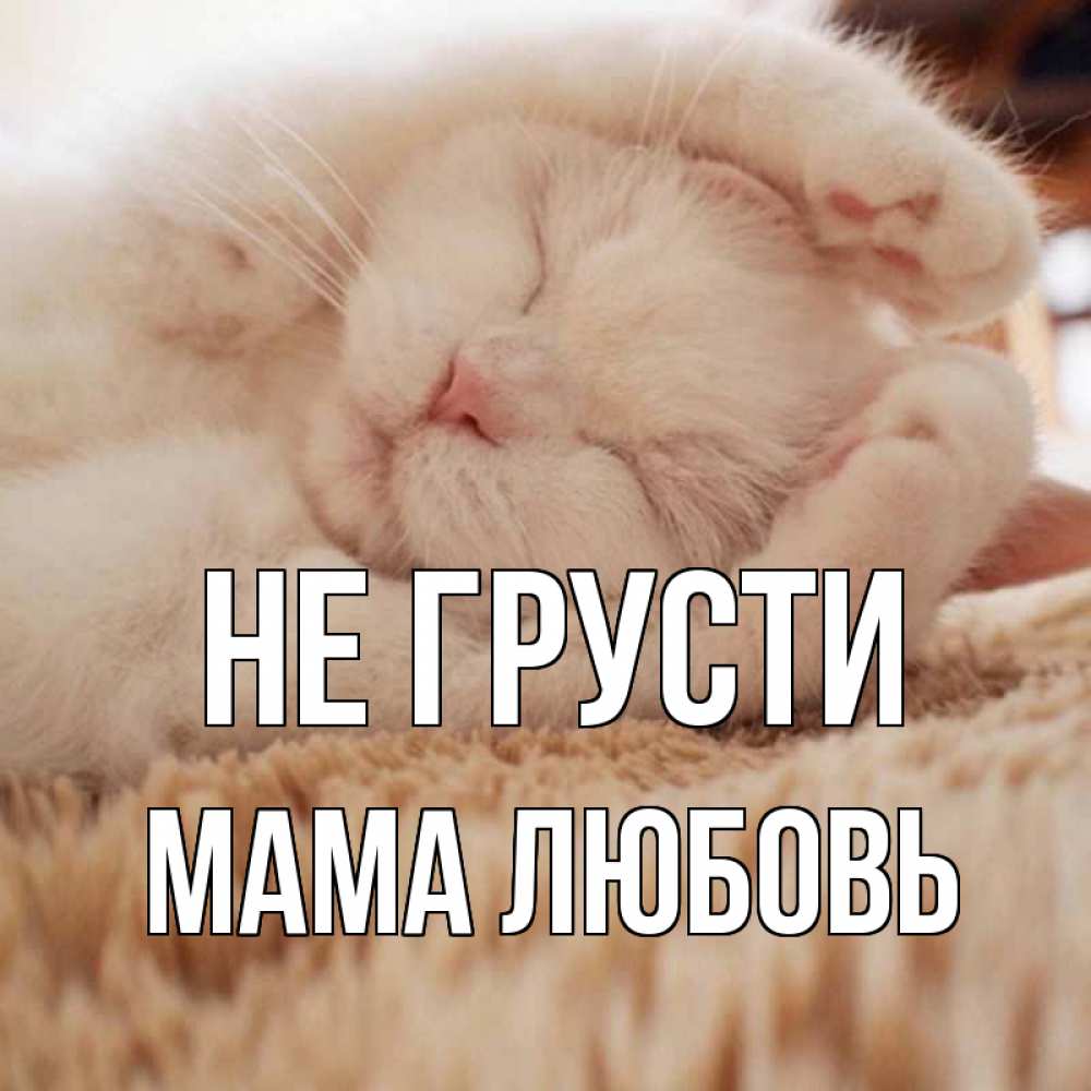 Открытка на каждый день с именем, Мама-Любовь Не грусти белый кот Прикольная открытка с пожеланием онлайн скачать бесплатно 
