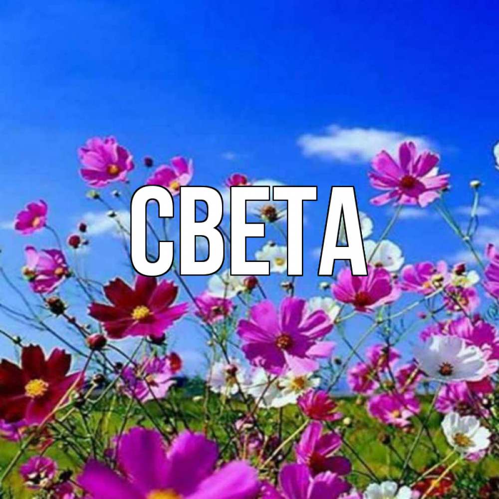 Открытка на каждый день с именем, Света Главная цветы Прикольная открытка с пожеланием онлайн скачать бесплатно 