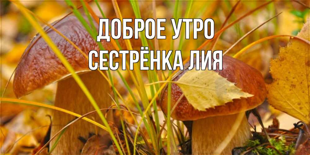 Открытка на каждый день с именем, Сестрёнка-Лия Доброе утро осенние грибы Прикольная открытка с пожеланием онлайн скачать бесплатно 