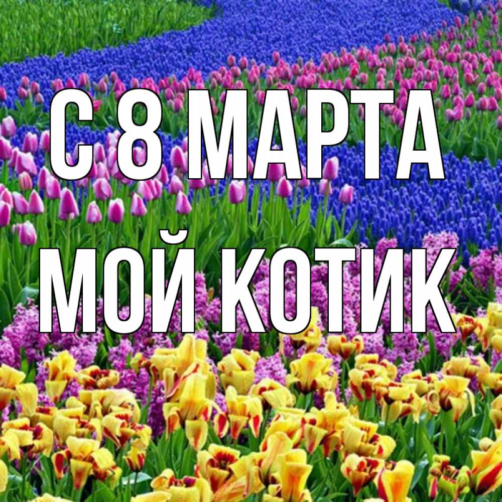 Открытка на каждый день с именем, мой-Котик С 8 МАРТА цветы Прикольная открытка с пожеланием онлайн скачать бесплатно 