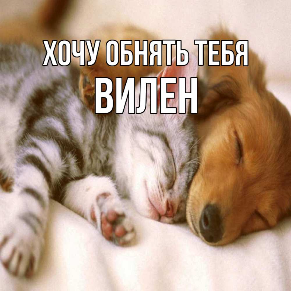 Открытка на каждый день с именем, Вилен Хочу обнять тебя пес и котенок Прикольная открытка с пожеланием онлайн скачать бесплатно 