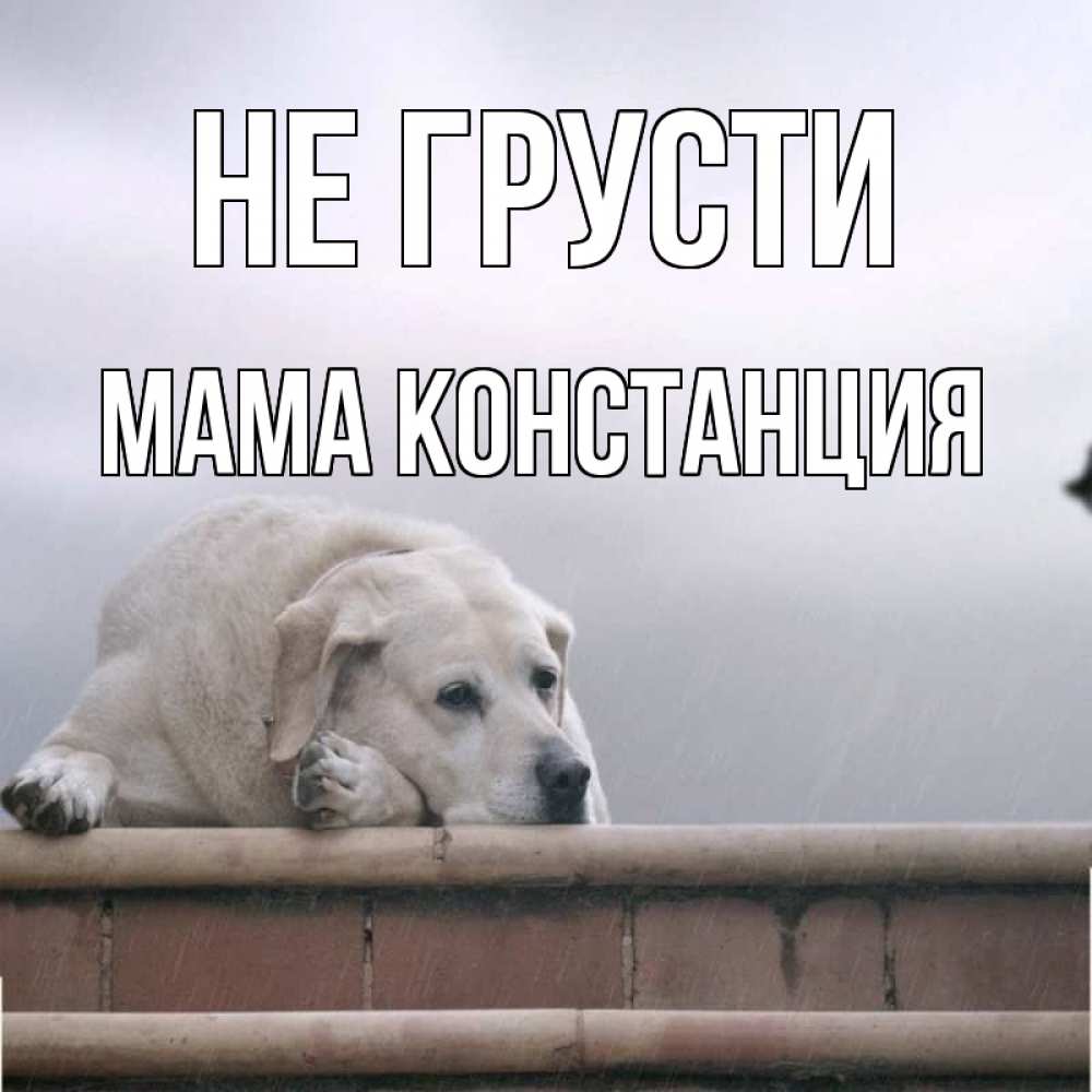 Открытка на каждый день с именем, Мама-Констанция Не грусти белый пес 1 Прикольная открытка с пожеланием онлайн скачать бесплатно 