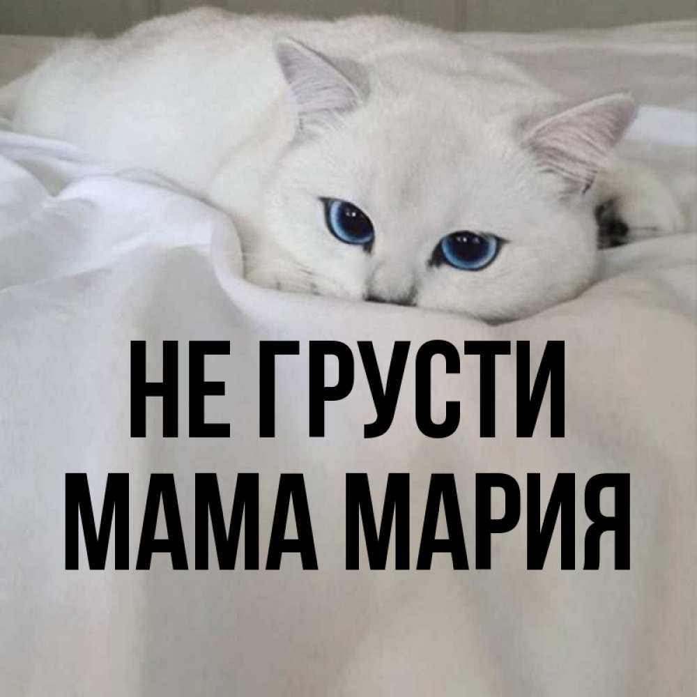 Открытка на каждый день с именем, Мама-Мария Не грусти Голубоглазая кошка Прикольная открытка с пожеланием онлайн скачать бесплатно 