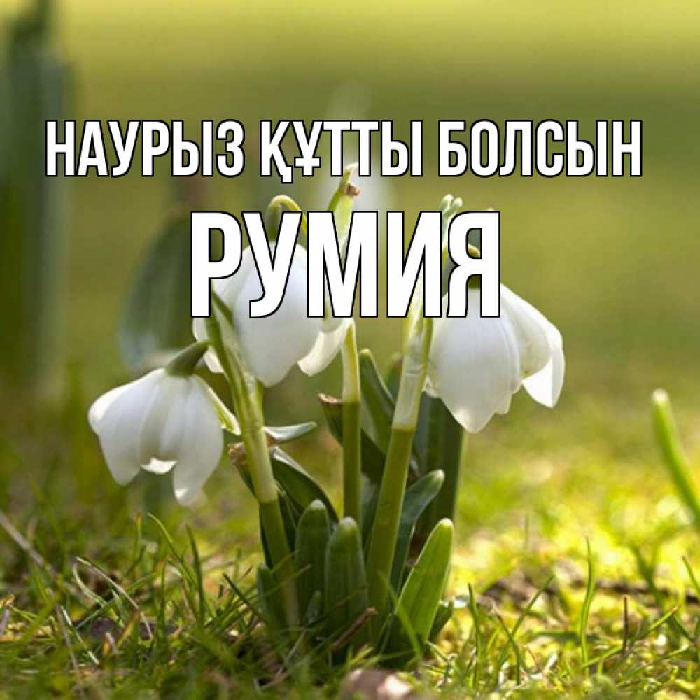 Открытка на каждый день с именем, Румия Наурыз құтты болсын ранние цветы 2 Прикольная открытка с пожеланием онлайн скачать бесплатно 