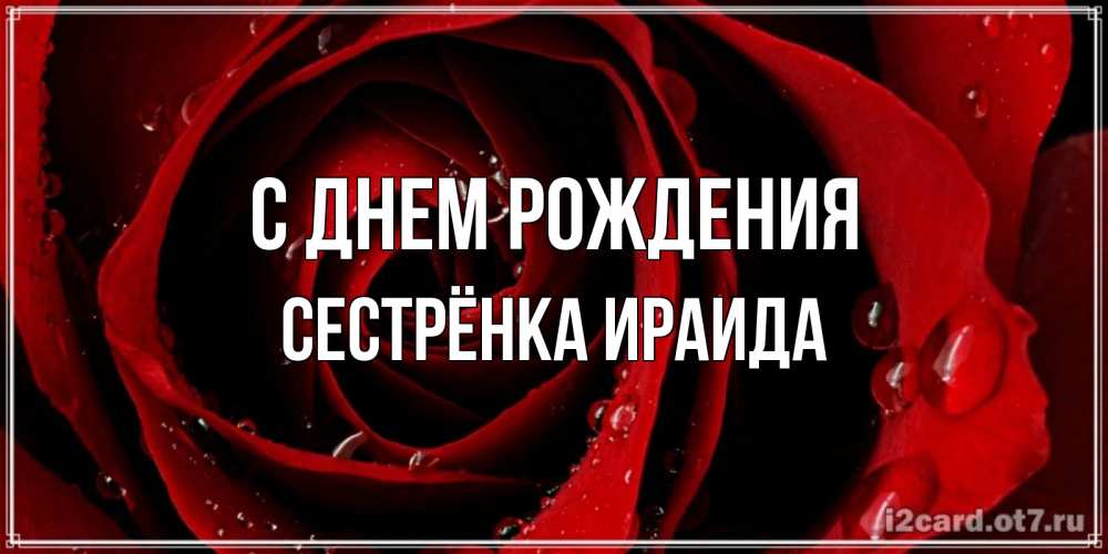 Открытка на каждый день с именем, Сестрёнка-Ираида С днем рождения крупная бордовая роза Прикольная открытка с пожеланием онлайн скачать бесплатно 