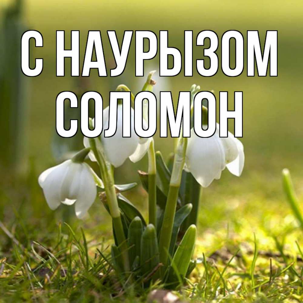 Открытка на каждый день с именем, Соломон С наурызом ранние цветы 2 Прикольная открытка с пожеланием онлайн скачать бесплатно 