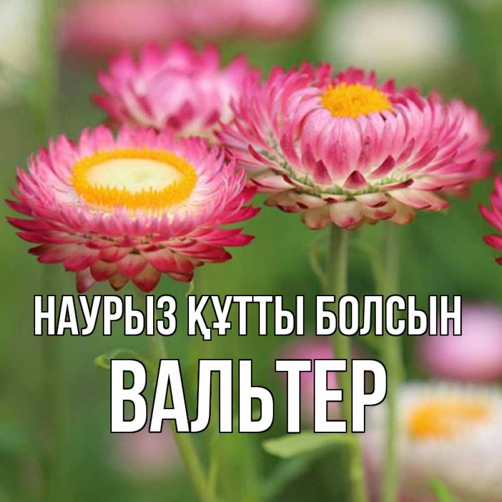Открытка на каждый день с именем, Вальтер Наурыз құтты болсын подарок на международный женский день Прикольная открытка с пожеланием онлайн скачать бесплатно 