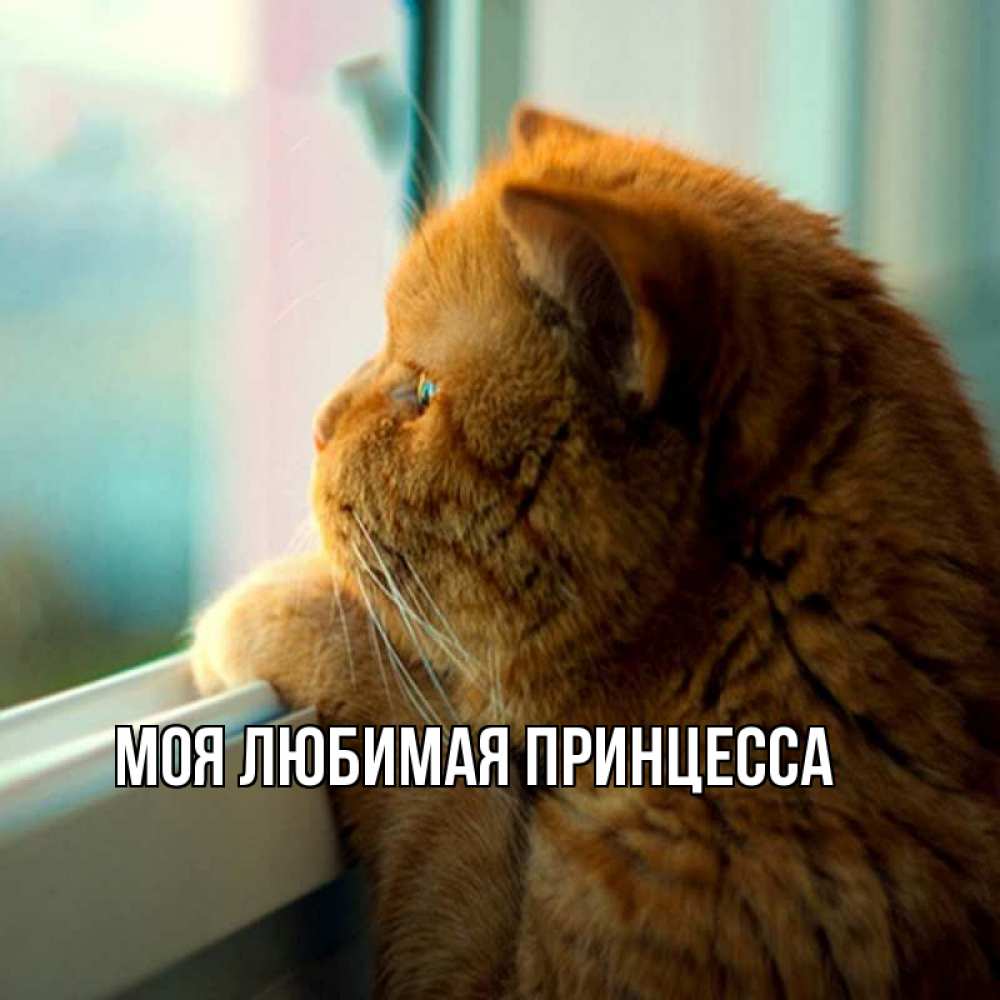Открытка на каждый день с именем, Моя-Любимая-Принцесса Главная большой огромный рыжий котяра Прикольная открытка с пожеланием онлайн скачать бесплатно 