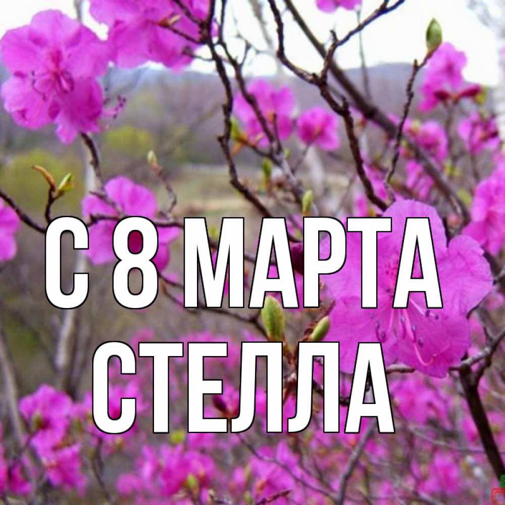 Картинка С 8 МАРТА, Стелла