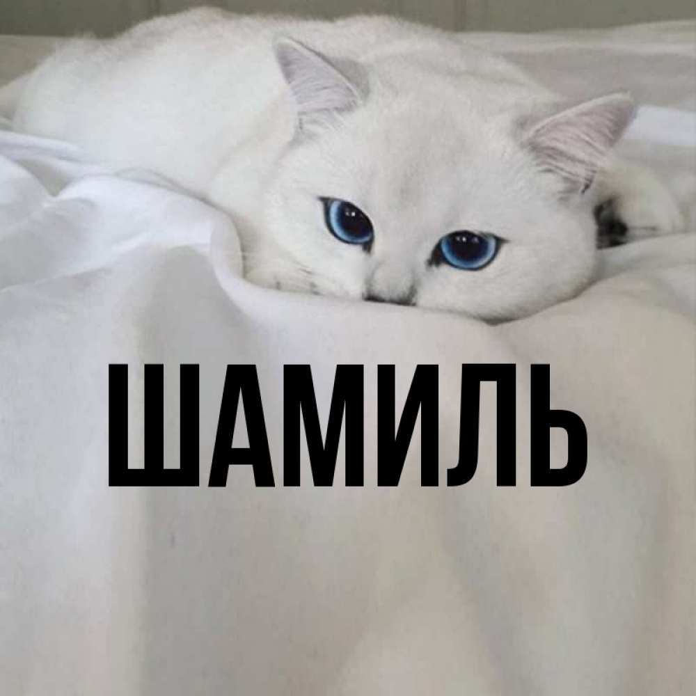 отличительный шамиль картинки красивые установлена для