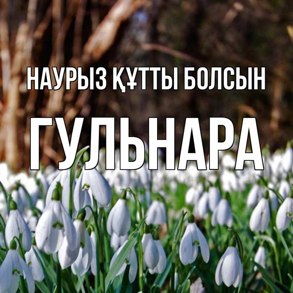 Открытка на каждый день с именем, Гульнара Наурыз құтты болсын с подснежниками 1 Прикольная открытка с пожеланием онлайн скачать бесплатно 