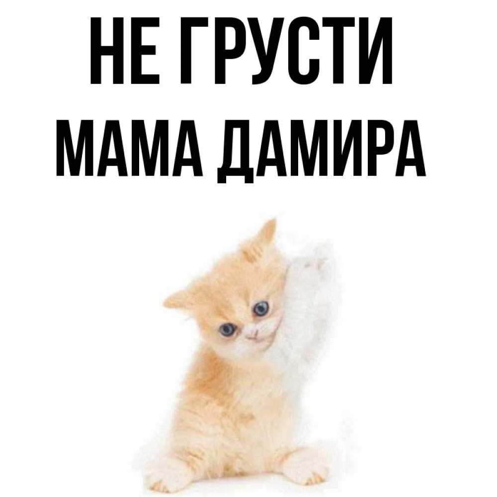 Открытка на каждый день с именем, Мама-Дамира Не грусти просящий кот Прикольная открытка с пожеланием онлайн скачать бесплатно 