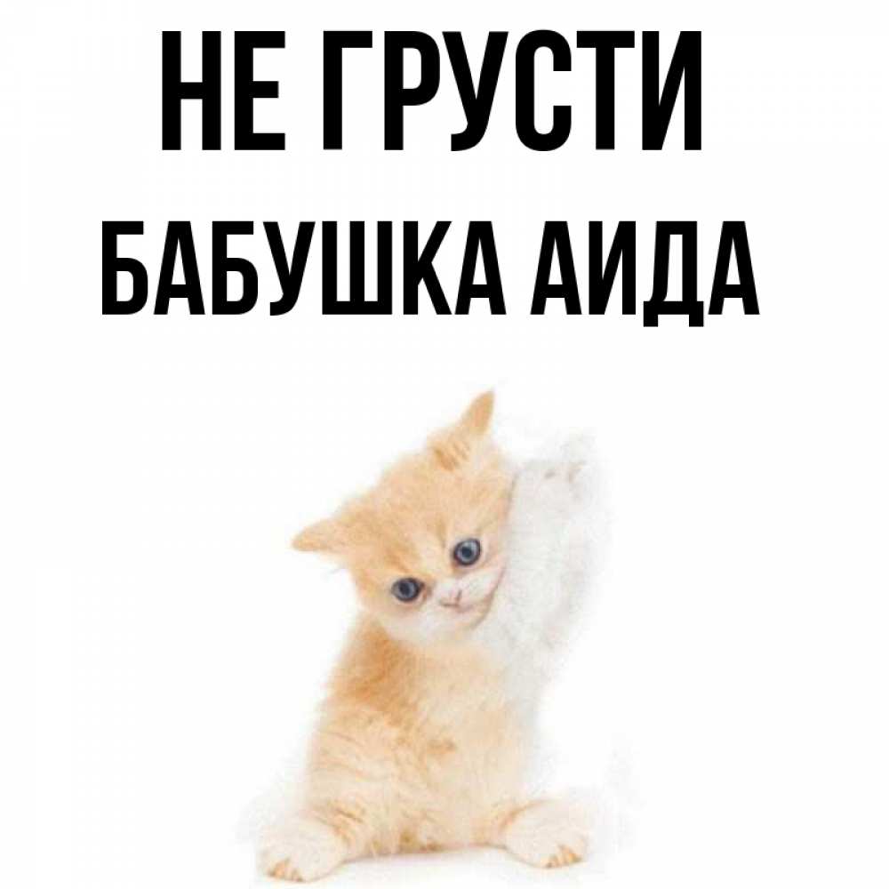 Открытка на каждый день с именем, Бабушка-Аида Не грусти просящий кот Прикольная открытка с пожеланием онлайн скачать бесплатно 