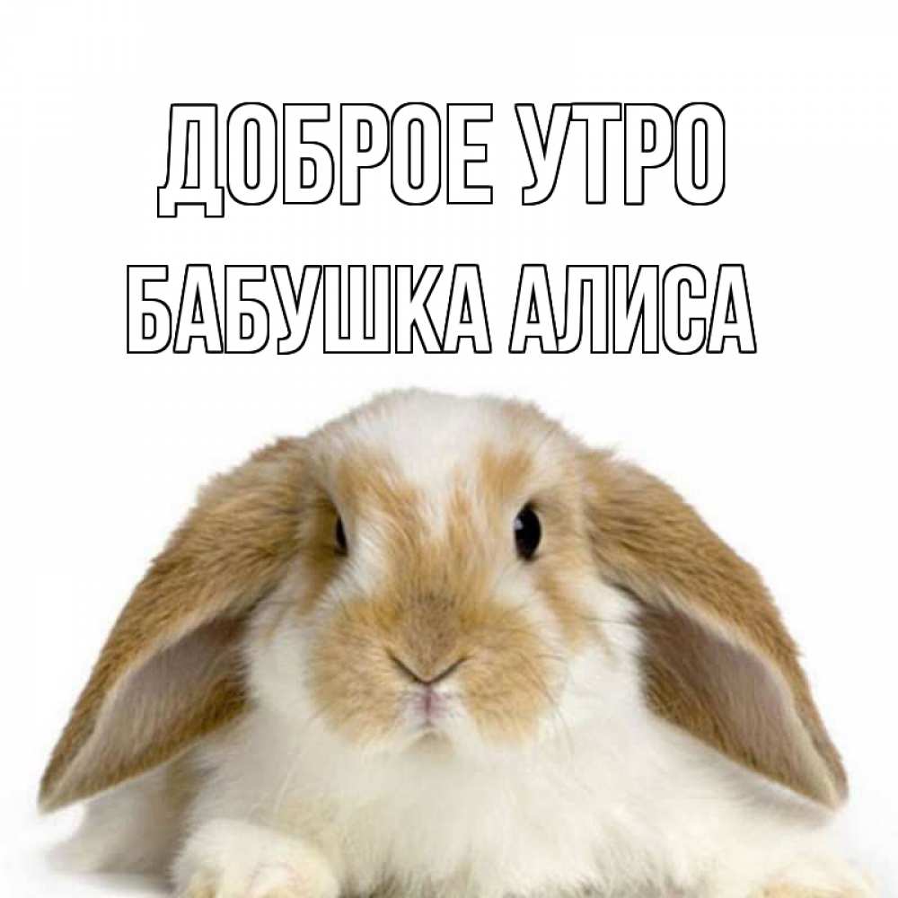 Открытка на каждый день с именем, Бабушка-Алиса Доброе утро прикольные открытки на каждый день Прикольная открытка с пожеланием онлайн скачать бесплатно 