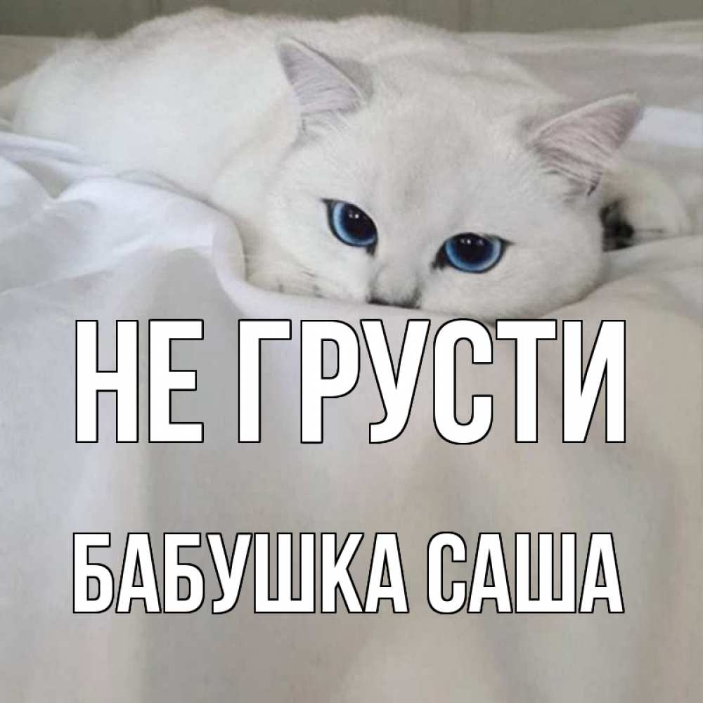 Открытка на каждый день с именем, Бабушка-Саша Не грусти белый кот с голубыми глазами на белоснежной кровати Прикольная открытка с пожеланием онлайн скачать бесплатно 