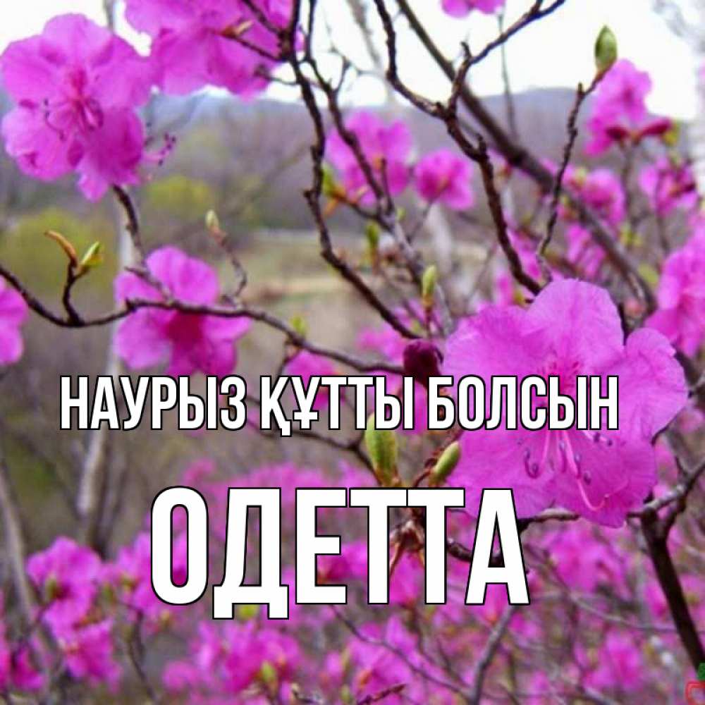 Открытка на каждый день с именем, Одетта Наурыз құтты болсын наурыз мейрамы кутты болсын Прикольная открытка с пожеланием онлайн скачать бесплатно 
