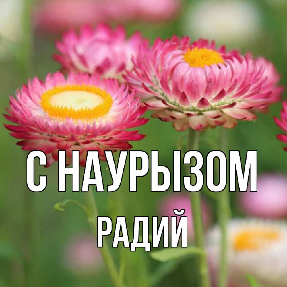 Открытка на каждый день с именем, Радий С наурызом подарок на международный женский день Прикольная открытка с пожеланием онлайн скачать бесплатно 