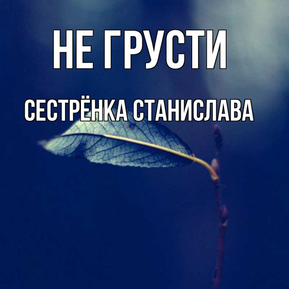 Открытка на каждый день с именем, Сестрёнка-Станислава Не грусти растение Прикольная открытка с пожеланием онлайн скачать бесплатно 