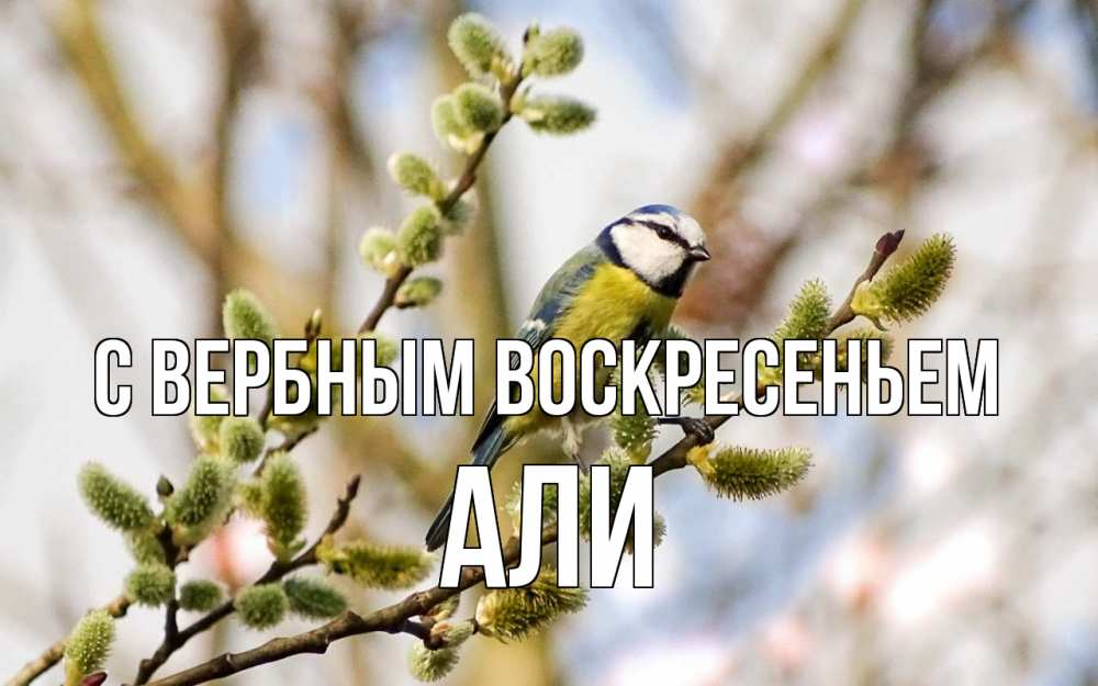 Открытка на каждый день с именем, Али С вербным воскресеньем верба Прикольная открытка с пожеланием онлайн скачать бесплатно 