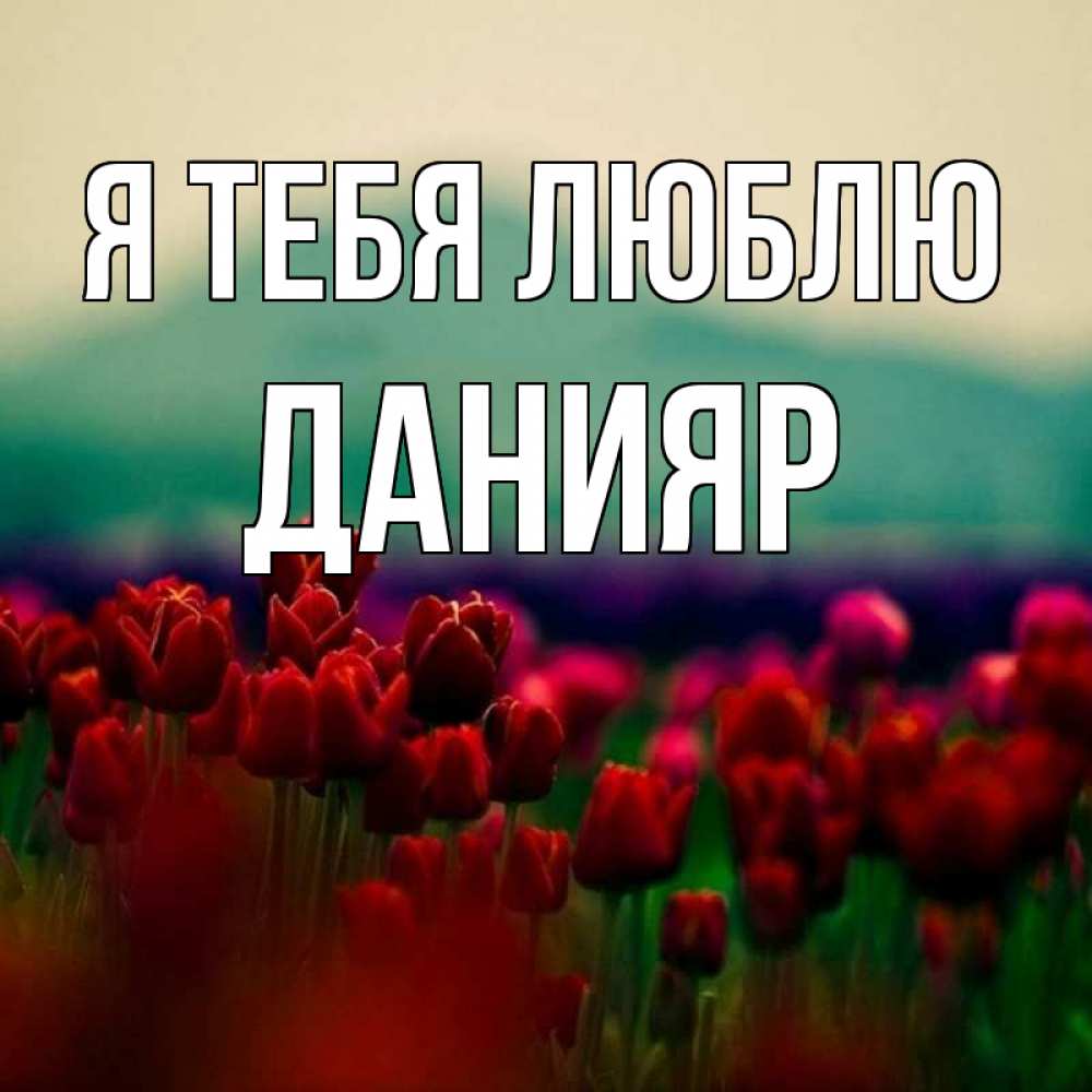 Открытка на каждый день с именем, Данияр Я тебя люблю тюльпаны 4 Прикольная открытка с пожеланием онлайн скачать бесплатно 