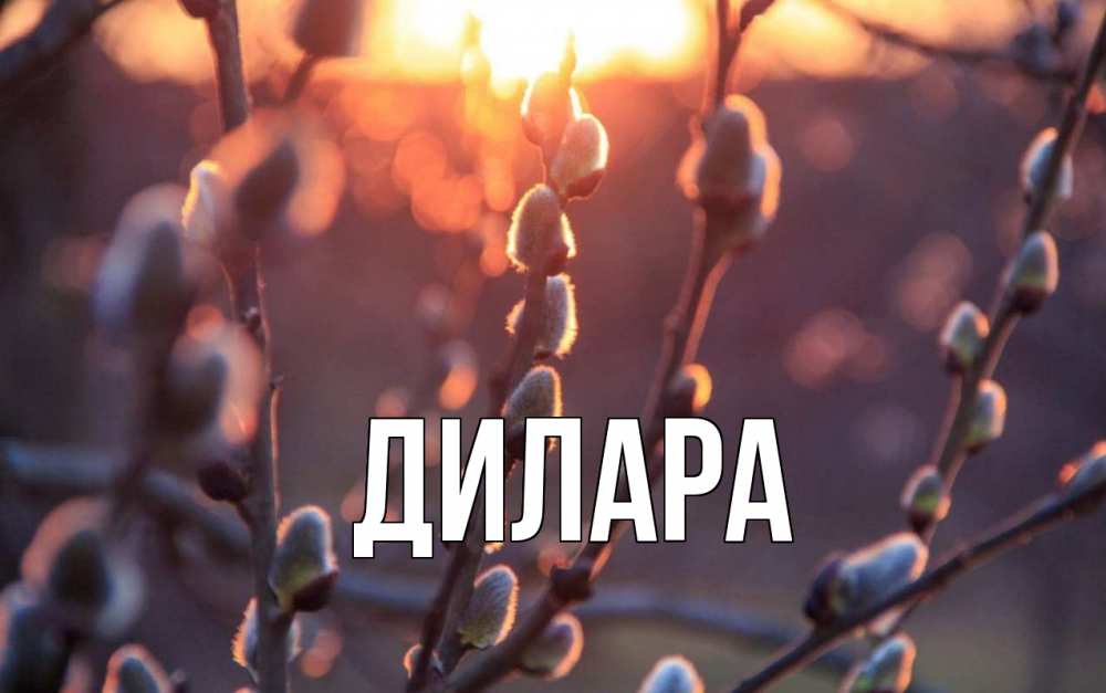 Открытка на каждый день с именем, Дилара Главная верба Прикольная открытка с пожеланием онлайн скачать бесплатно 